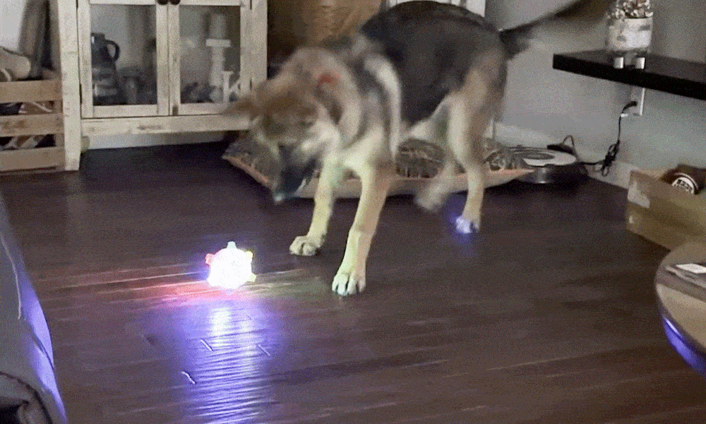Automated Play Ball Keeps Your Dog Engaged